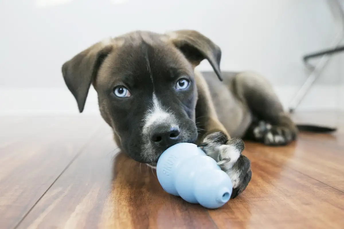KONG Puppy