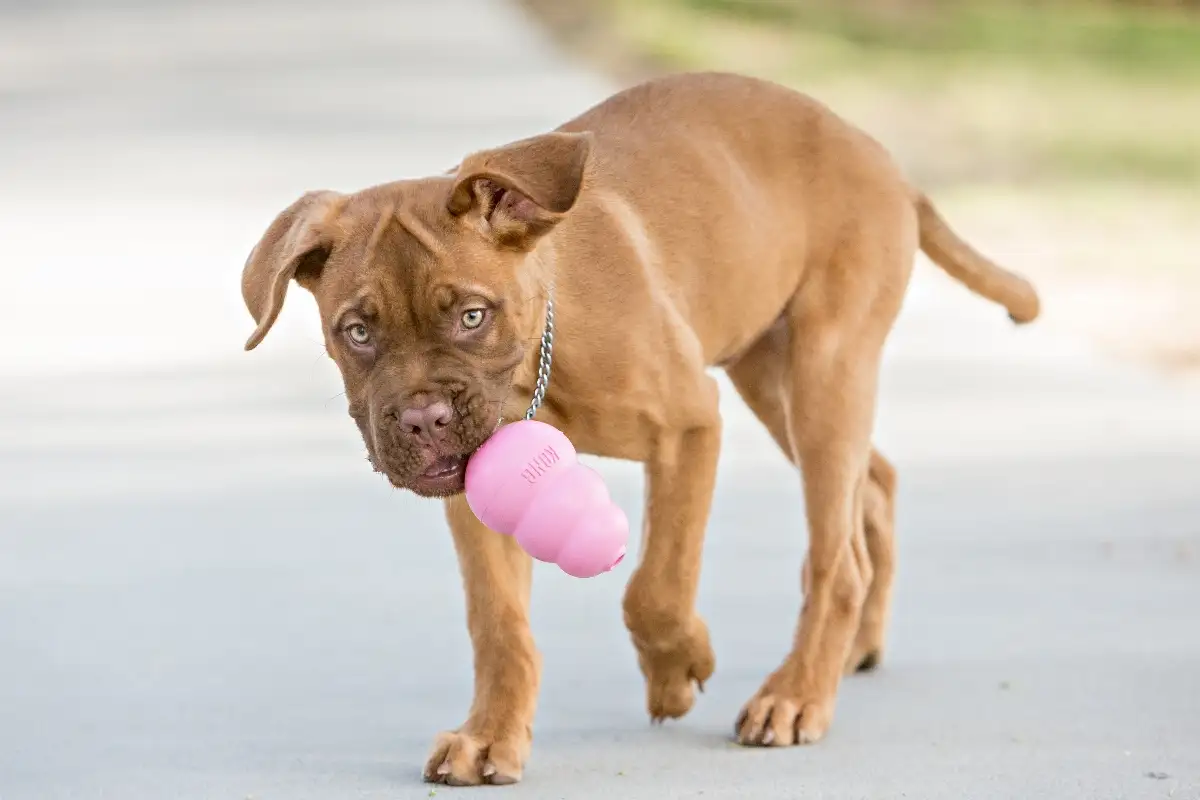 KONG Puppy