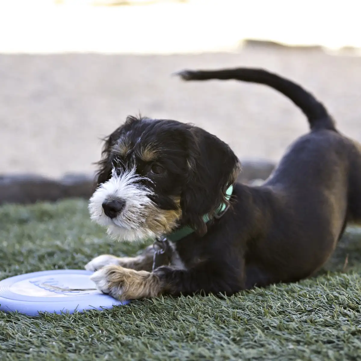 KONG Frisbee