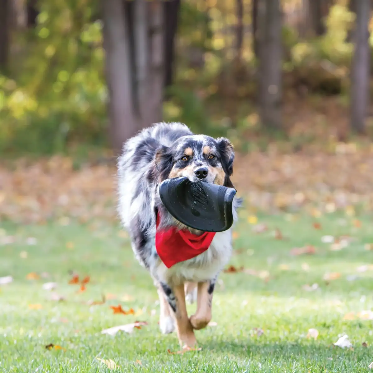KONG Frisbee