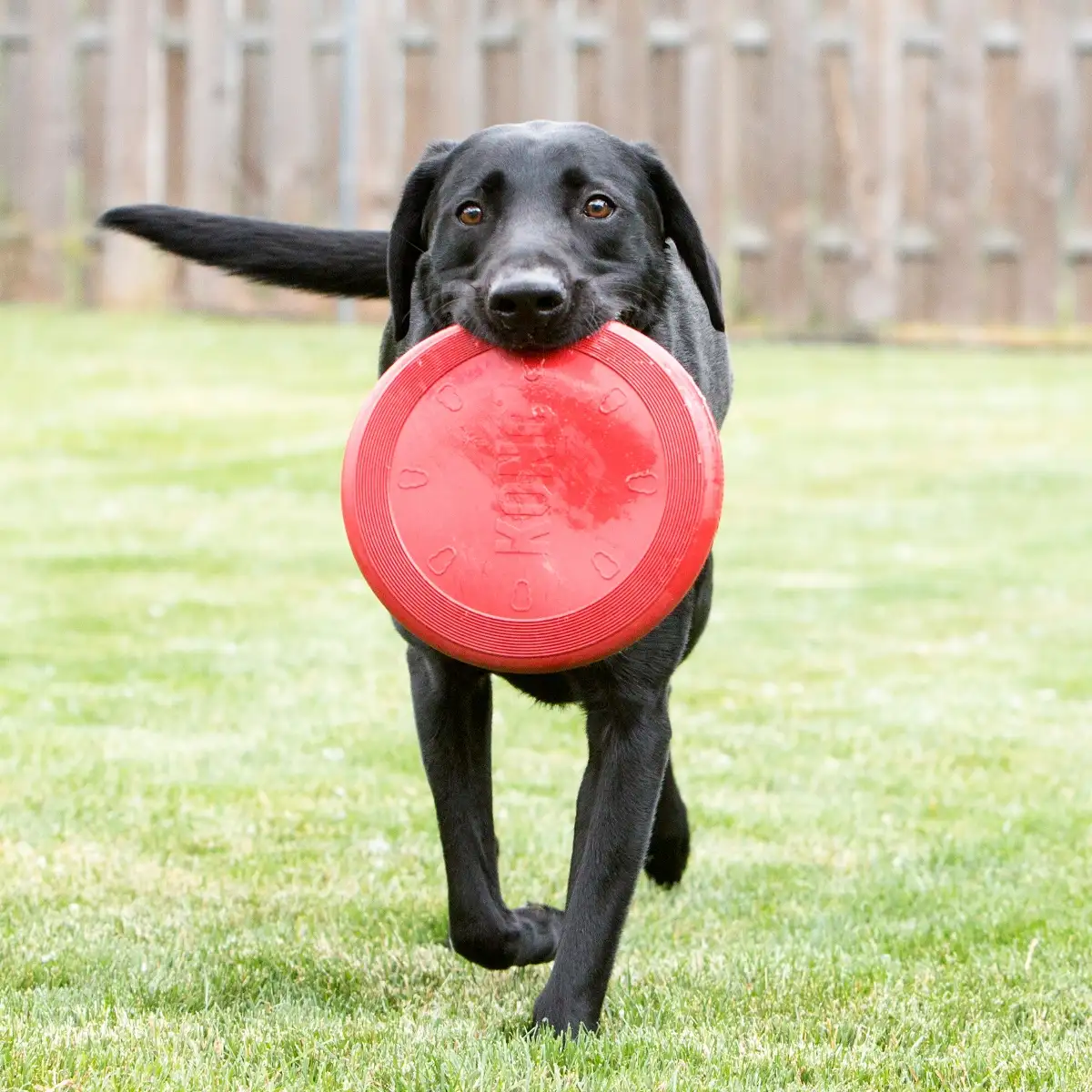KONG Frisbee