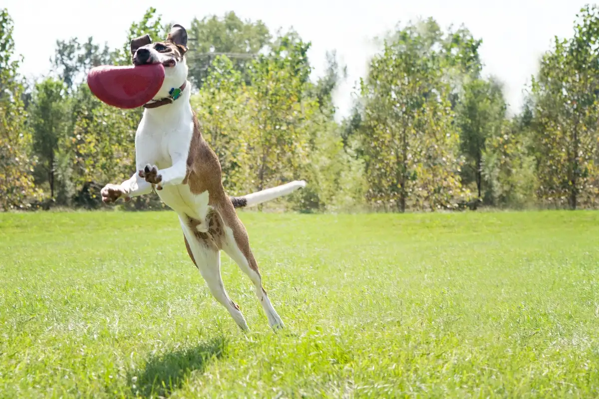 KONG Frisbee