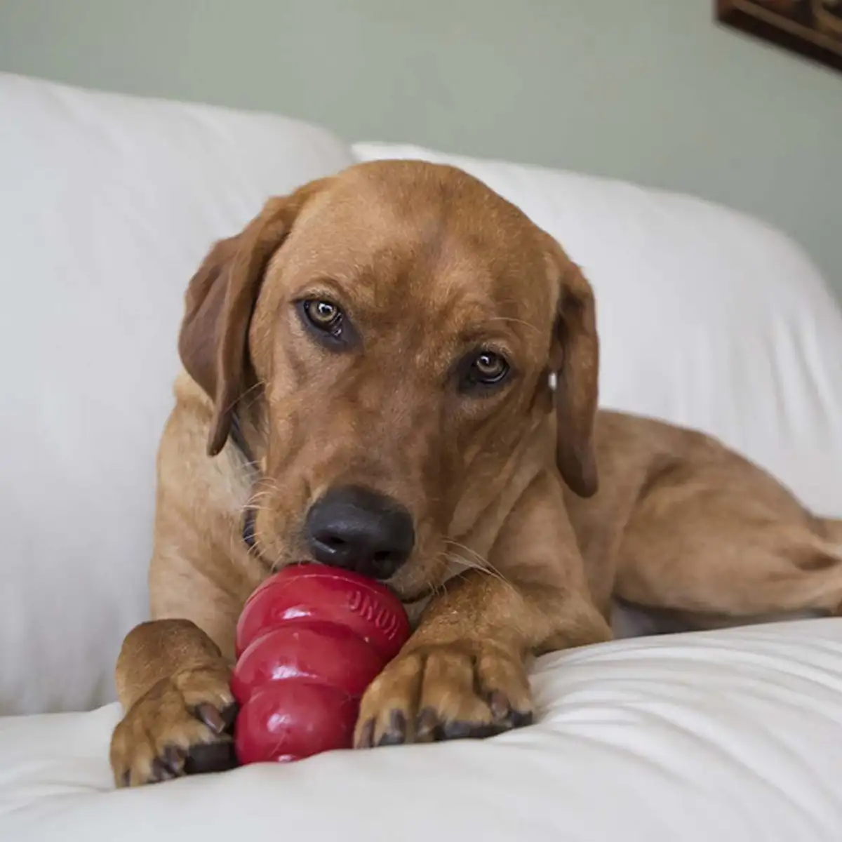 KONG Easy treat liver