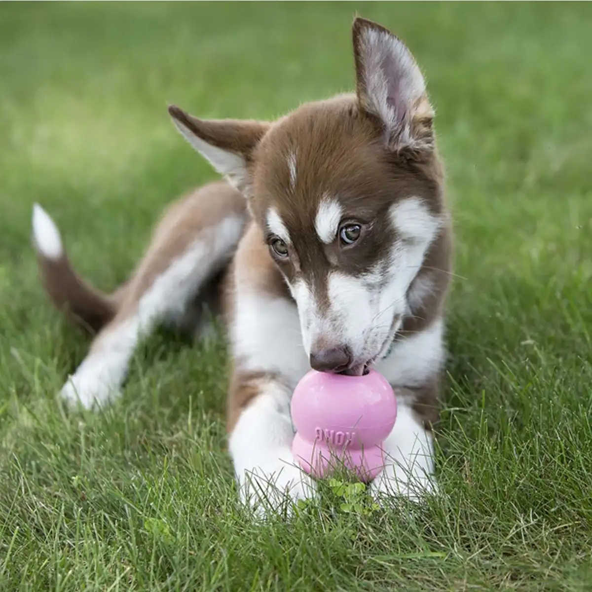KONG Chiot Easy treat